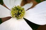 Flowering dogwood